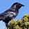 Australian Crows and Ravens