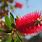 Australian Flowering Trees