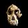 Australopithecus Anamensis Skull