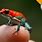 Awesome Poison Dart Frog