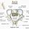 Axis Bone Anatomy