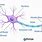 Axon Nerve Cell