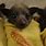 Baby Bat Rescue