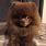Baby Brown Pomeranian