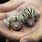 Baby Porcupine Hedgehog