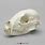 Baby Raccoon Skull