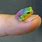 Baby Rainbow Frog