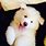 Baby Samoyed Puppies
