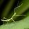 Baby Stick Insect