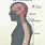 Backbone Anatomy