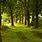 Backgrounds Free Green Woods