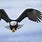 Bald Eagle Flying toward You