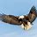 Bald Head Eagle Flying