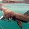 Basking Shark Corpse