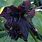 Bat Flower Images