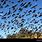 Bats Swarming