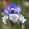 Bearded Iris Plants