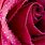 Beautiful Rose Wallpaper Pretty