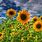 Beautiful Sunflower Images