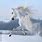 Beautiful White Horse Photography