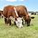 Beef Cattle On Pasture