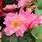 Begonia Non Stop Rose Picotee