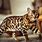 Bengal Cat Full Body