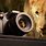 Best Camera for World Wildlife Photo