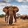Best Elephant Photos