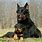 Best Family Guard Dog Breeds