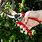 Best Hand Pruners