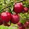 Best Red Apple Trees