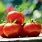 Best Tomatoes to Grow