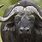 Big Cape Buffalo