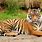 Big Cats Tiger