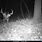 Big Deer On Trail Cam