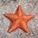 Big Starfish