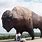 Biggest Buffalo in the World
