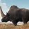 Biggest Rhino Horn