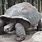 Biggest Tortoise