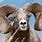 Bighorn Sheep Ram