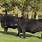 Black Angus Cattle Grazing