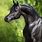 Black Arabian Horse Head