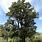 Black Beech Tree