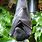 Black Flying Fox Bat