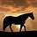 Black Horse Sunset