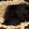 Black Porcupine