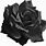 Black Rose Transparent