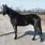 Black Standardbred Horse