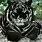 Black Tiger Cat